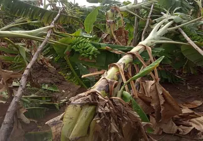 TRICHY DISTRICT HEAVY RAIN TREES FARMERS 